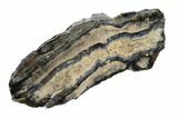 Mammoth Molar Slice With Case - South Carolina #99532-2